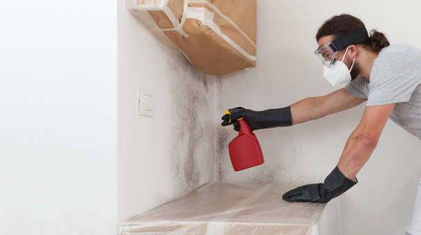 Professional Mold Removal technician working in Demarest, NJ