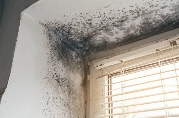 Affordable Mold Removal solutions in Demarest, NJ